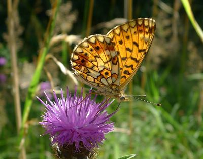 <i>Boloria selene</i>