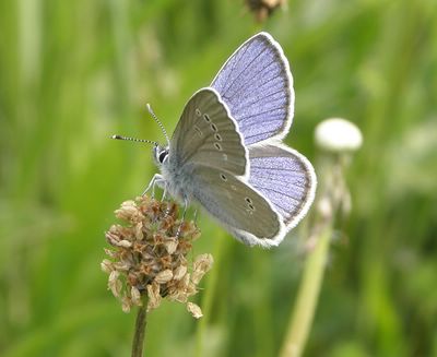 <i>Cyaniris semiargus</i>