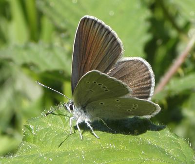 <i>Cyaniris semiargus</i>