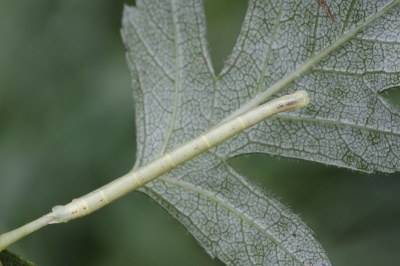 Chloroclysta siterata