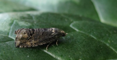 Cydia splendana