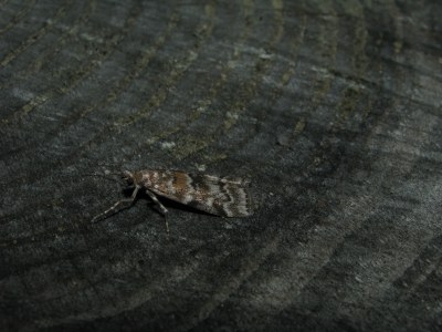 Dioryctria abietella