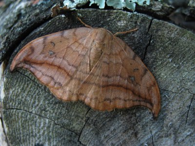 Drepana curvatula