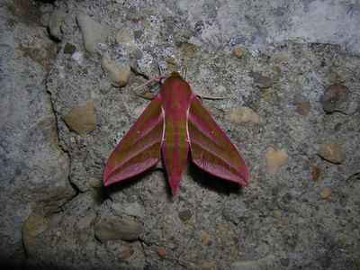 <i>Deilephila elpenor</i>