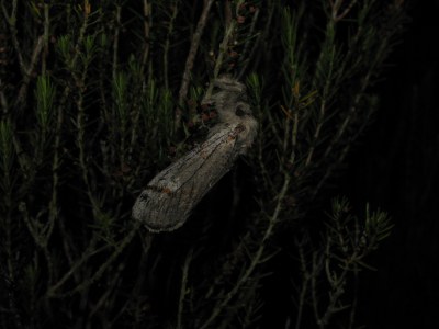 Gynaephora fascelina