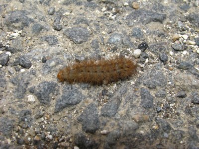 Diaphora mendica