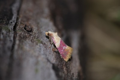 Diceratura ostrinana