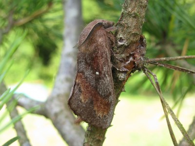<i>Dendrolimus pini</i>