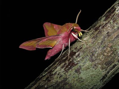 <i>Deilephila porcellus</i>