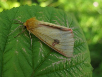 <i>Diacrisia sannio</i>