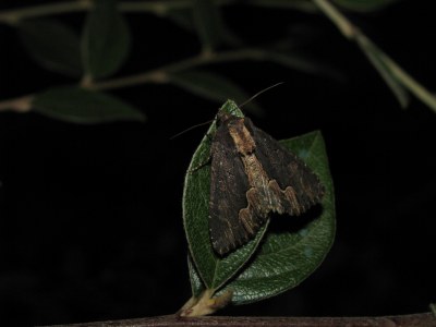 Dypterygia scabriuscula