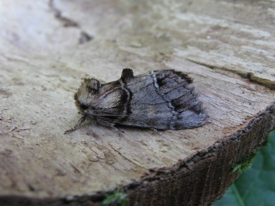Drymonia velitaris