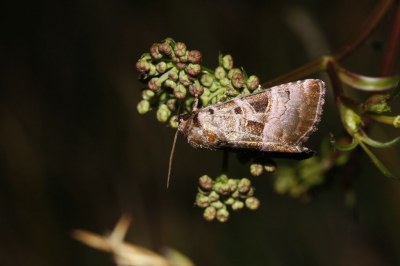 Eucarta amethystina