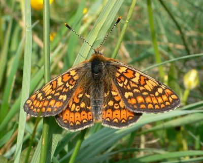 <i>Euphydryas aurinia</i>
