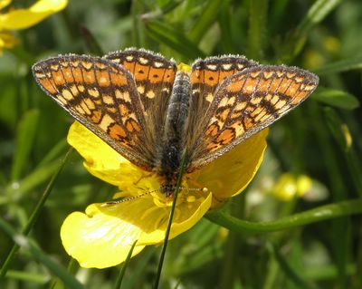 <i>Euphydryas aurinia</i>