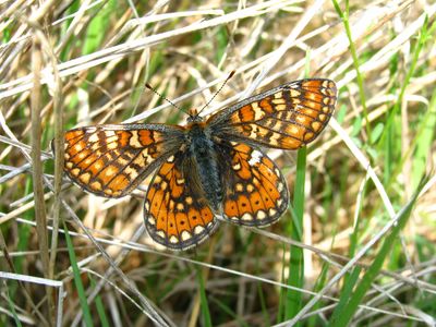 <i>Euphydryas aurinia</i>