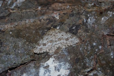 Ectropis crepuscularia
