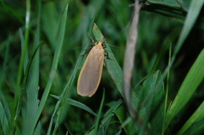 Katha depressa