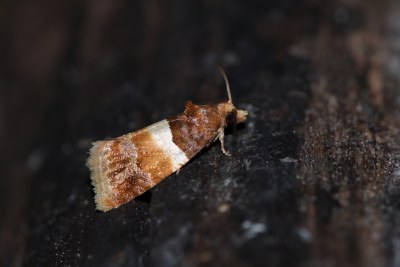 Epinotia festivana