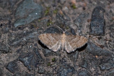 Eupithecia haworthiata