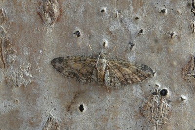 Eupithecia inturbata