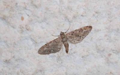 Eupithecia nanata