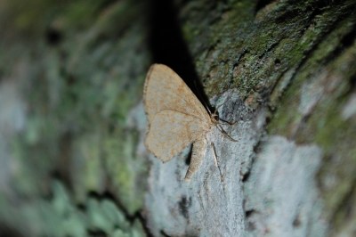 Euchoeca nebulata