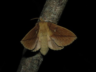 Euthrix potatoria