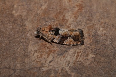 Eudemis profundana