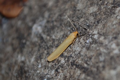Indalia pygmaeola