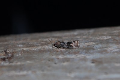 Endothenia quadrimaculana