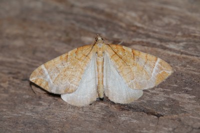 Eulithis testata