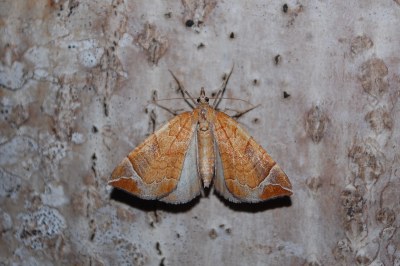 Eulithis testata