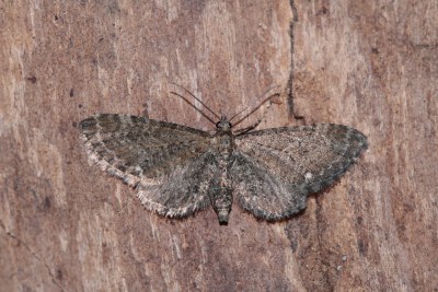 Eupithecia vulgata