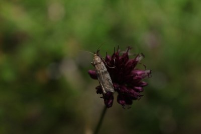 Ephestia welseriella