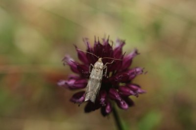 Ephestia welseriella