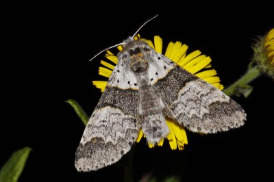 Furcula bifida