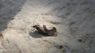 Falseuncaria ruficiliana