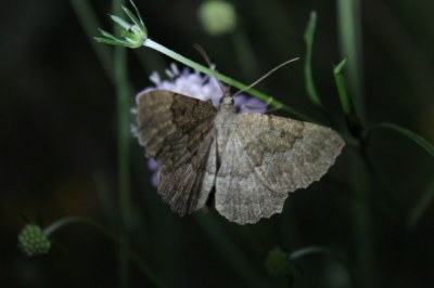 Gnophos furvata