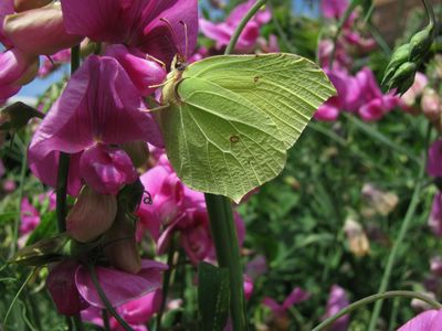 <i>Gonepteryx rhamni</i>