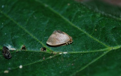 Heterogenea asella