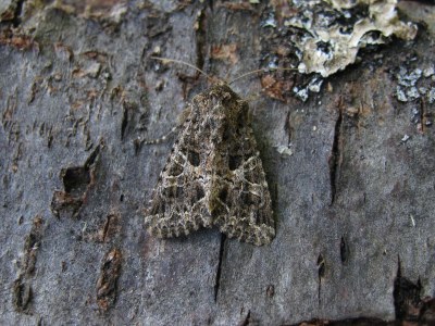 Hadena bicruris