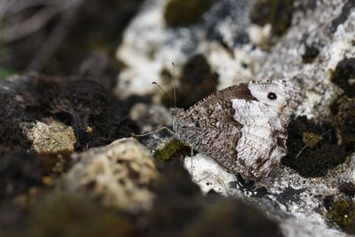 <i>Hipparchia fagi</i>