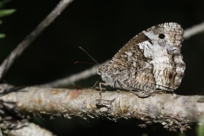 <i>Hipparchia fagi</i>