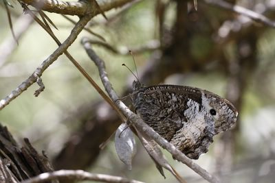 <i>Hipparchia fagi</i>
