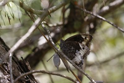 <i>Hipparchia fagi</i>