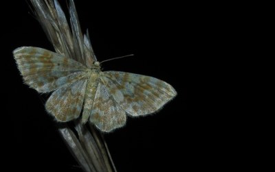 Hydrelia flammeolaria