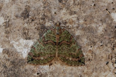 Hydriomena furcata