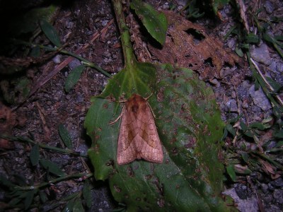 Hydraecia micacea