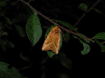 Hydraecia micacea